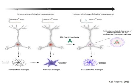 Clearing truncated tau protein restores neuronal function and prevents microglia activation in tauopathy mice