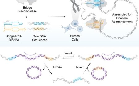 Human genome rearrangement with programmable bridge recombinases