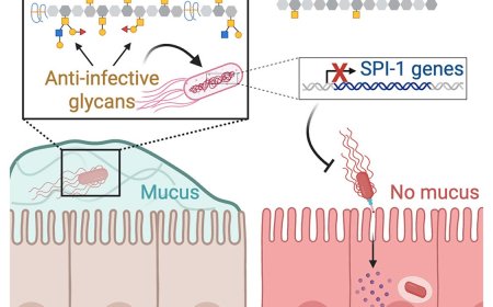 Mucus contains molecules that block Salmonella infection