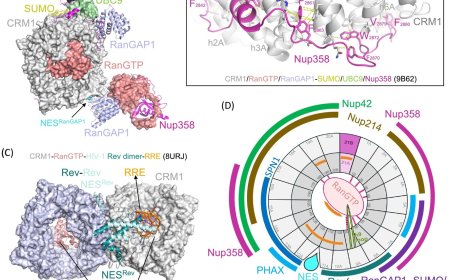 Diverse cargoes of a nuclear export receptor