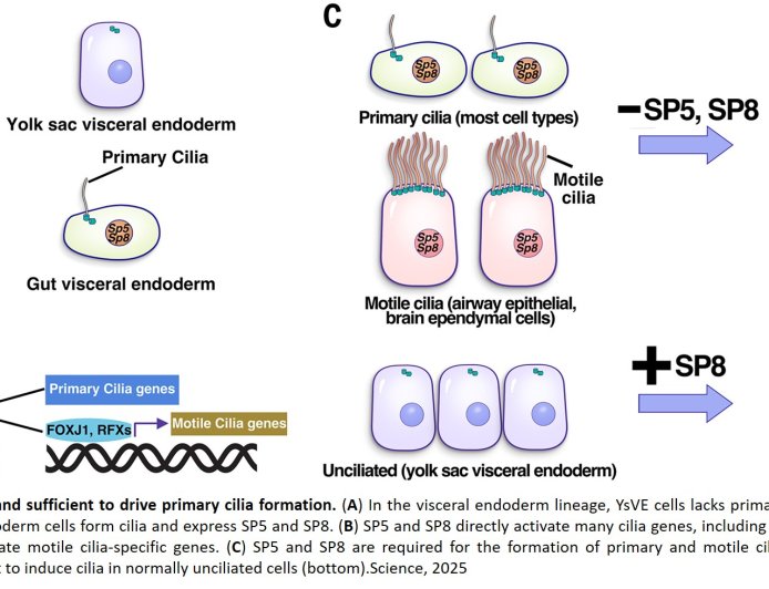 Controlling cilia formation in mammalian embryos