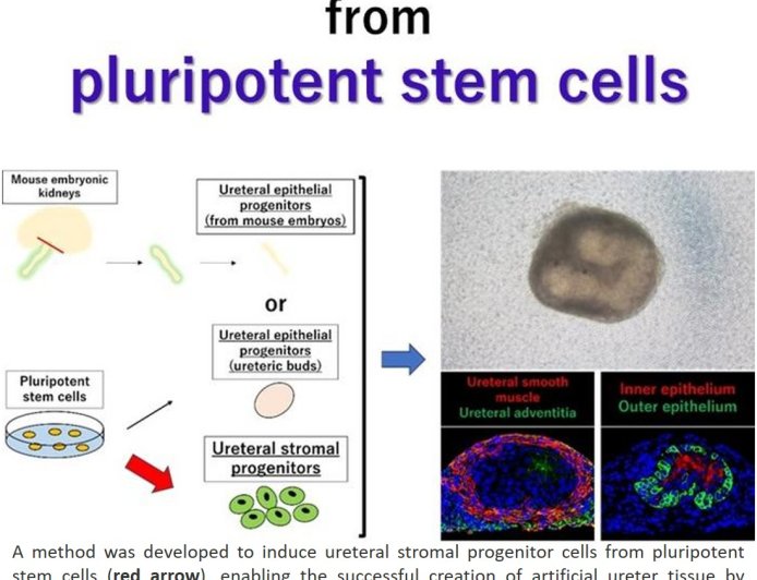 Ureteral organoid from pluripotent stem cells