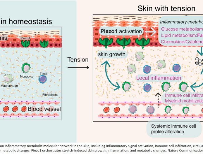 Skin protein found to use physical tension to control tissue growth