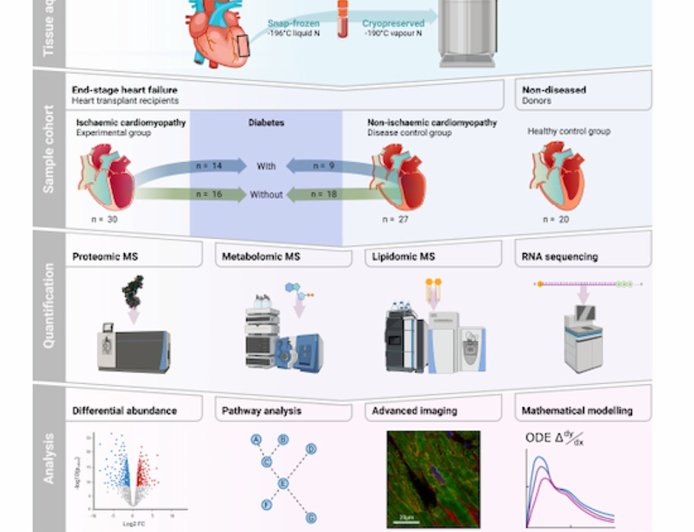 Diabetes changes the shape of our hearts