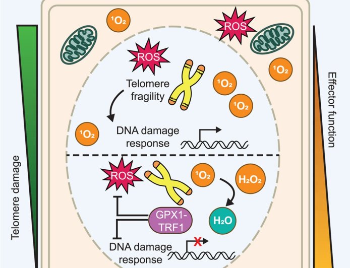Healthy telomeres key for cancer-fighting T cells