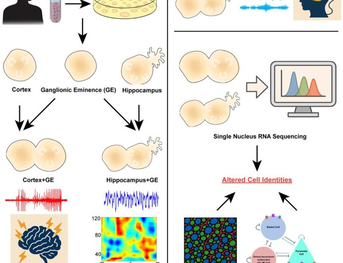 Stem cell models show epilepsy genes disrupt different brain regions