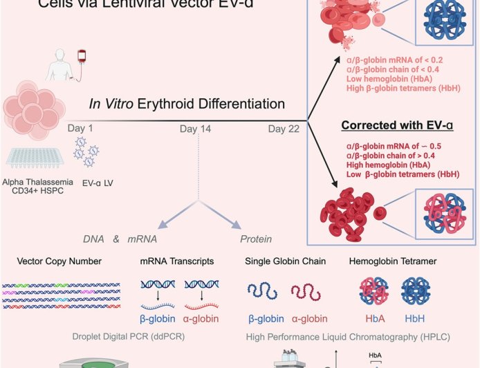 Gene therapy for alpha thalassemia major