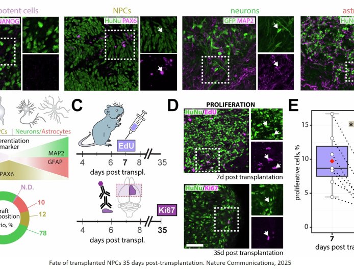 Stem cell transplant for stroke leads to brain cell growth and functional recovery in mice