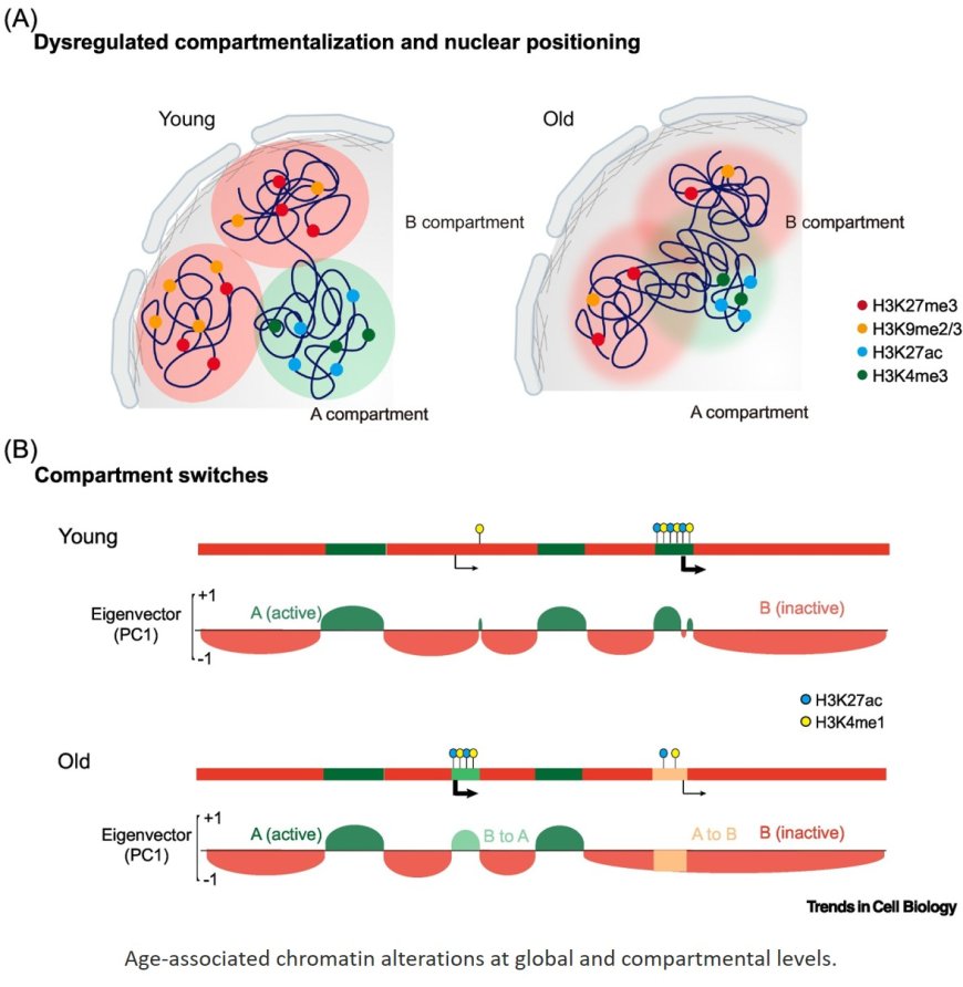 Physiological aging in three dimensions