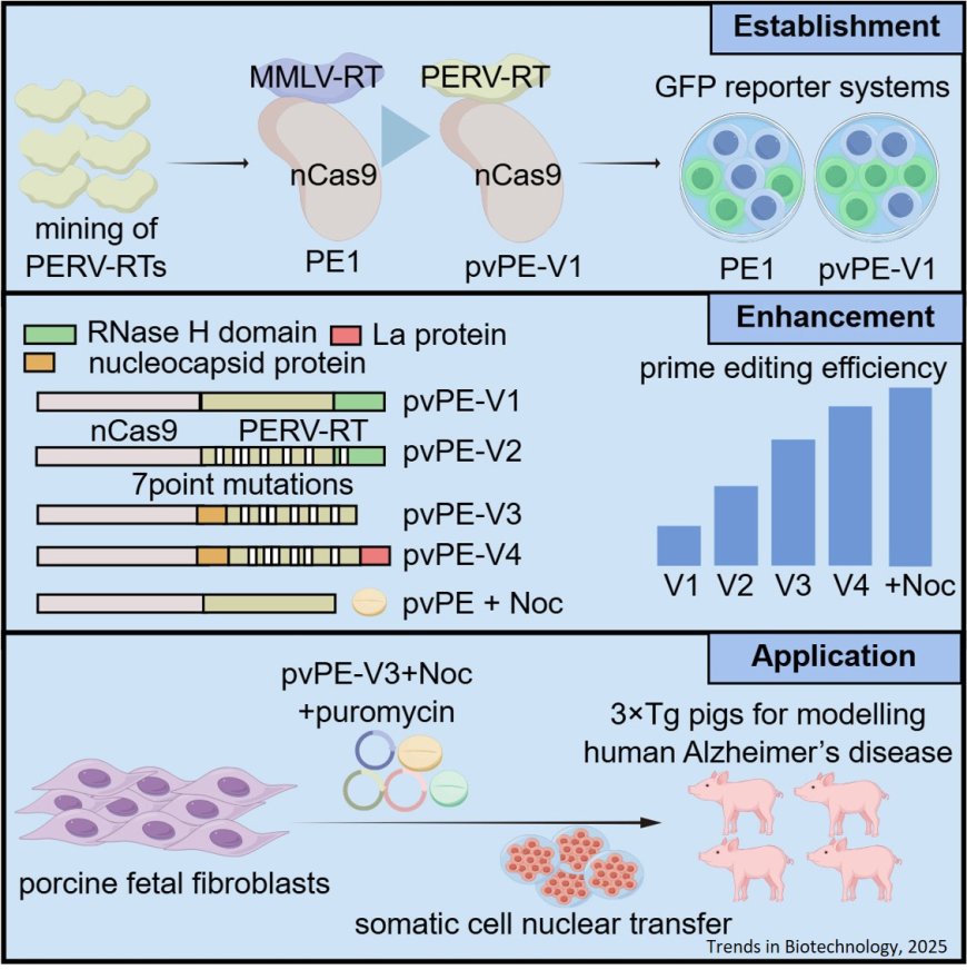 Highly efficient prime editors for mammalian genome editing based on porcine retrovirus reverse transcriptase