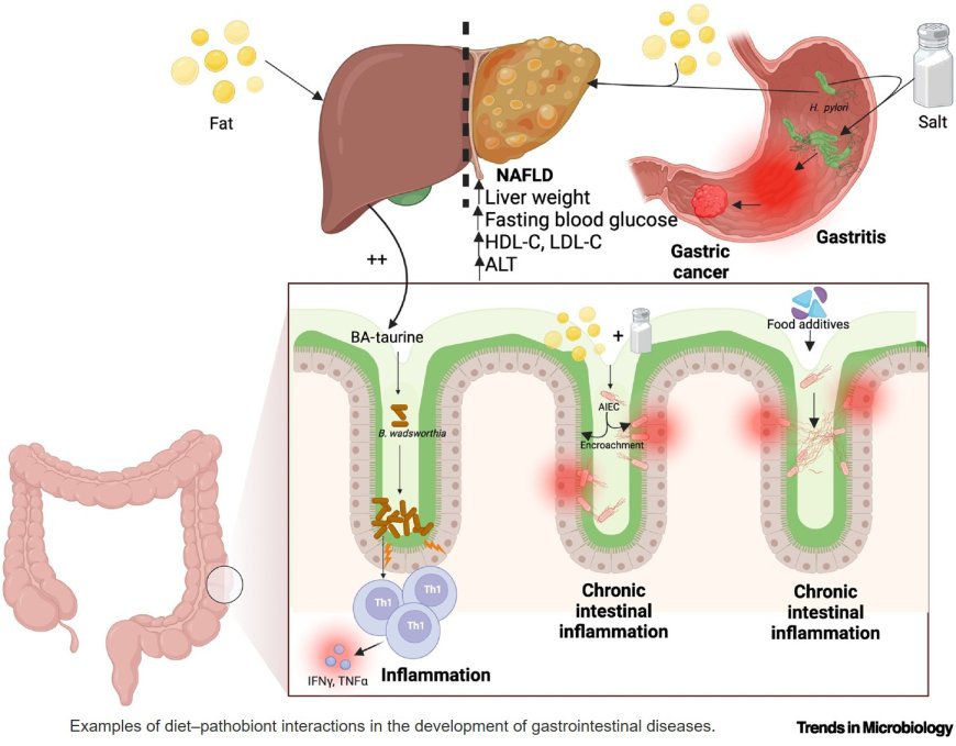 Interplay between diet–pathobiont in health and inflammatory bowel disease