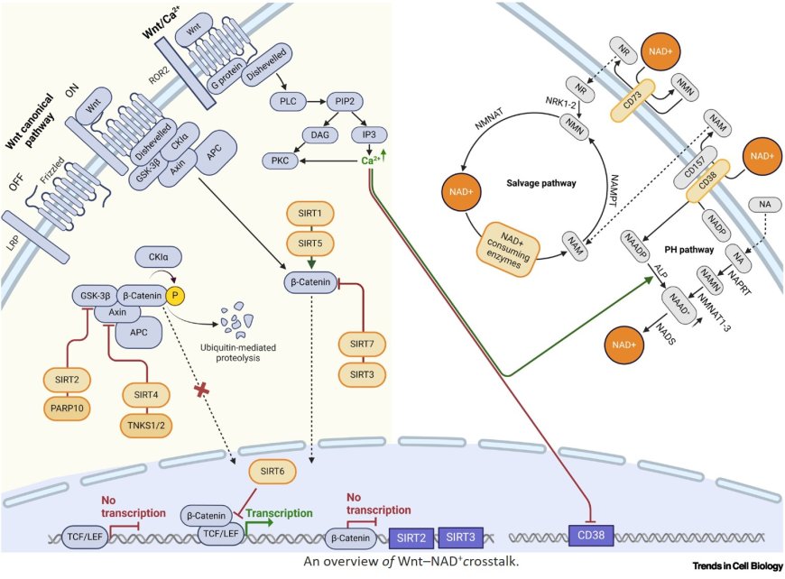 The Wnt–NAD+ axis in cancer, aging, and tissue regeneration