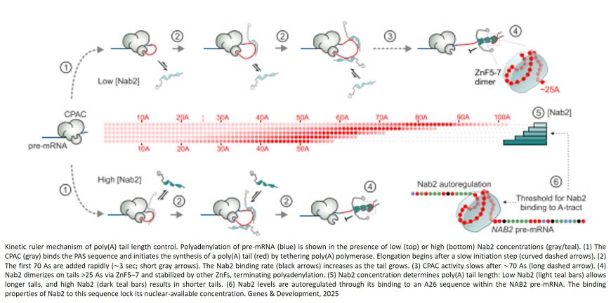 A kinetic ruler controls mRNA poly(A) tail length