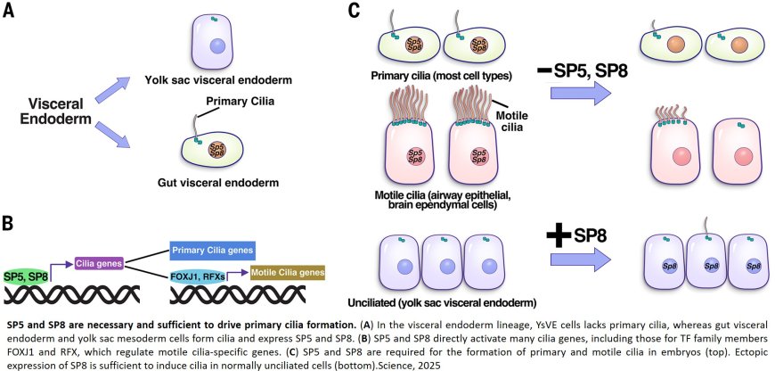 Controlling cilia formation in mammalian embryos