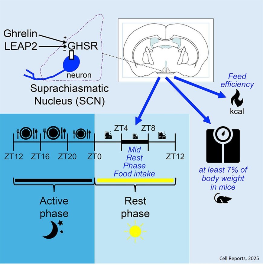 Temporal control of eating and body weight by GHSR-expressing suprachiasmatic nucleus neurons