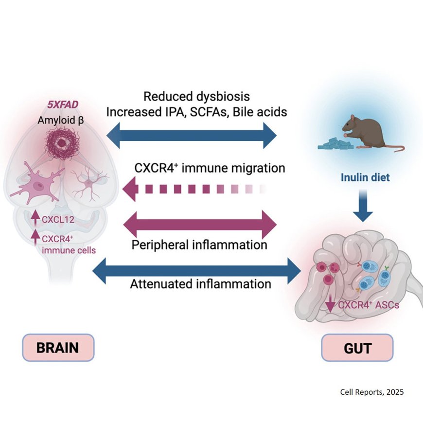 Amyloid-β-driven Alzheimer’s disease reshapes the colonic immune system in mice