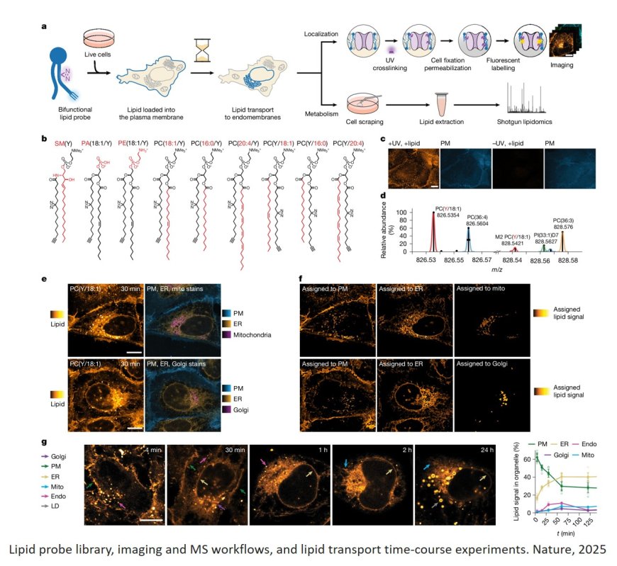 Fat microscopy to image lipids in cells