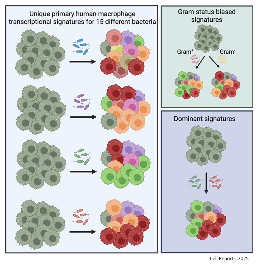 Tailored macrophage responses to commensal gut microbiota