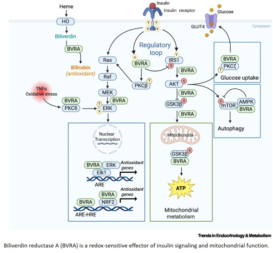 Biliverdin reductase-A is a key modulator in insulin signaling and metabolism