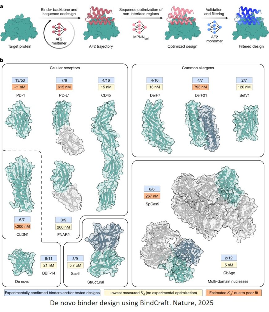 An open-source AI platform to democratize protein design