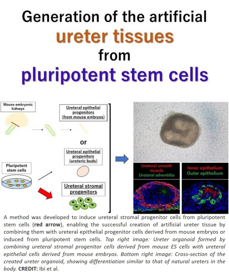 In vitro generation of a ureteral organoid from pluripotent stem cells