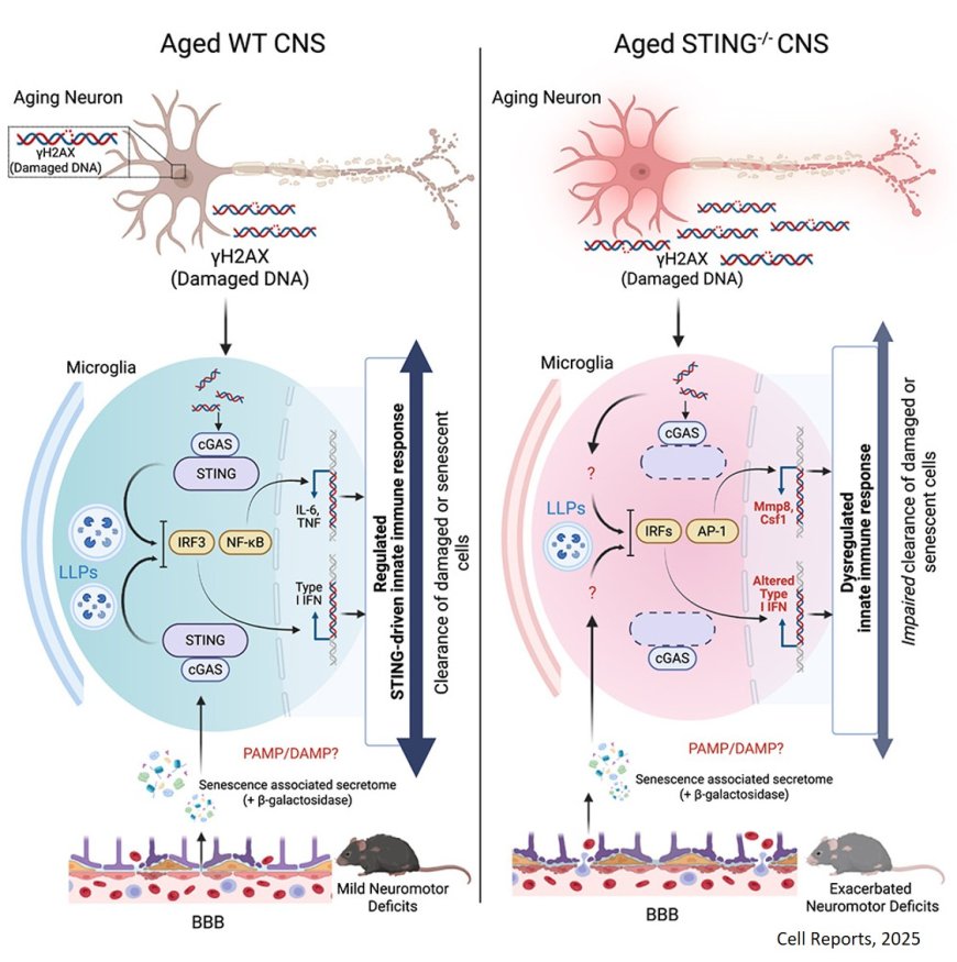 Microglial STING protects against neurological decline with age