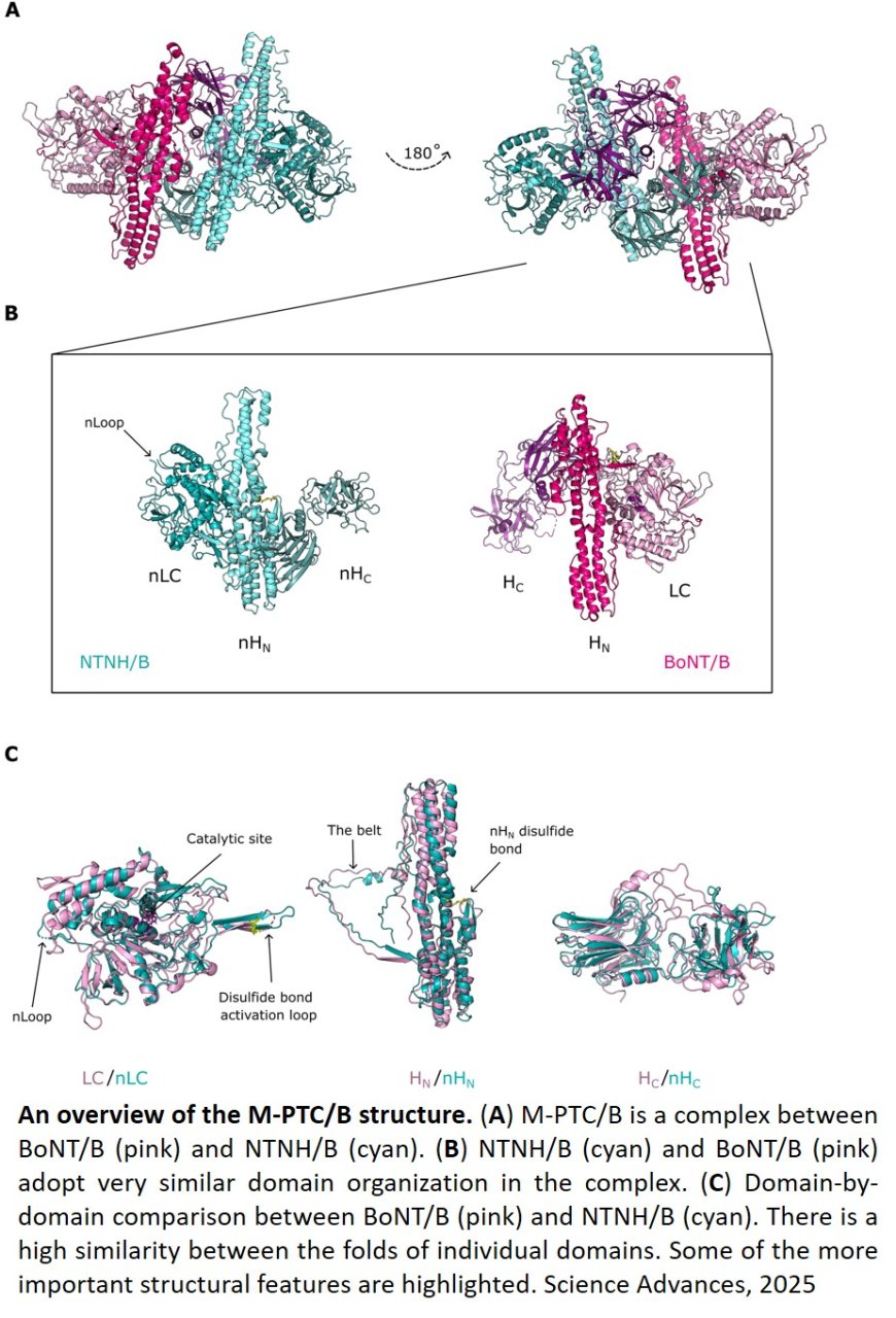 Structure of the complete 14-subunit botulinum neurotoxin B complex reveals a unique anchoring through the narrow central pore of HA70