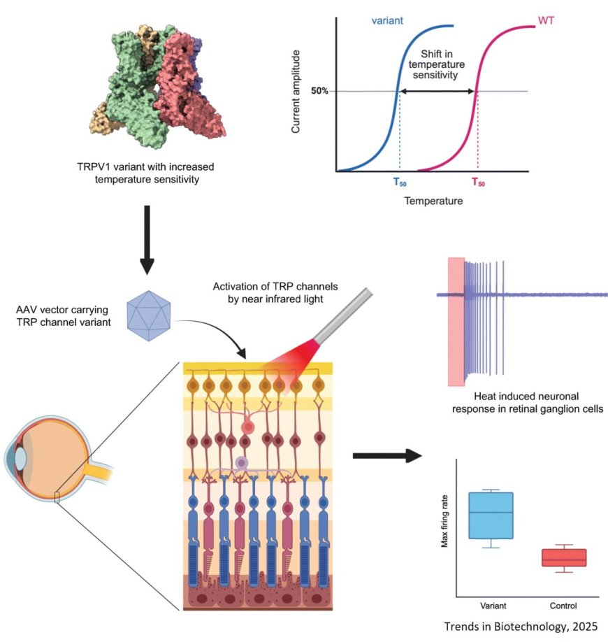 Ultrasensitive human TRPV1 channels for infrared light detection in blind human retina