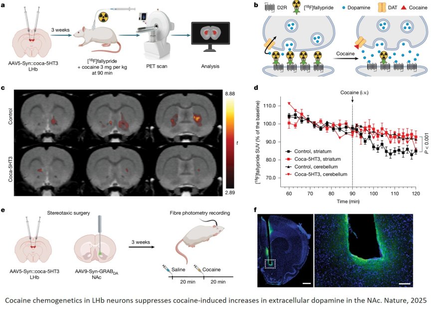 Rewiring addiction with designer proteins