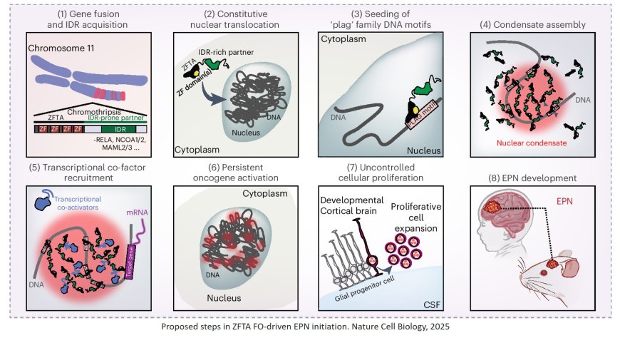 Biomolecular condensates implicated in a childhood brain cancer