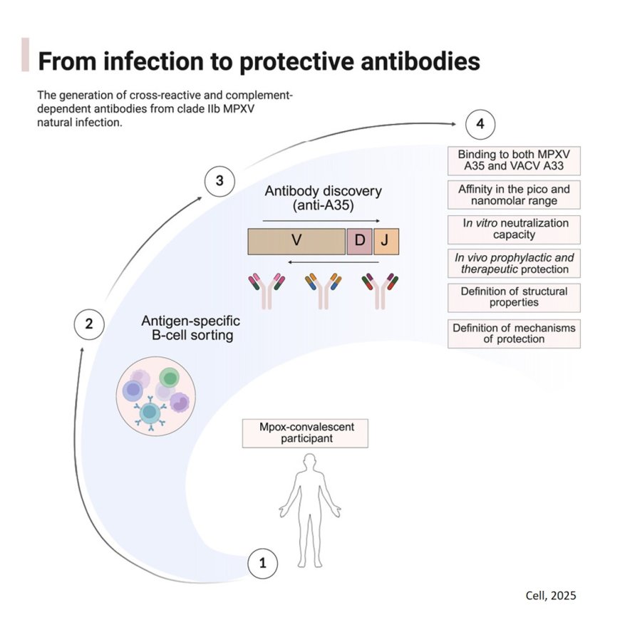 Human monoclonal antibodies targeting A35 protect from death caused by mpox