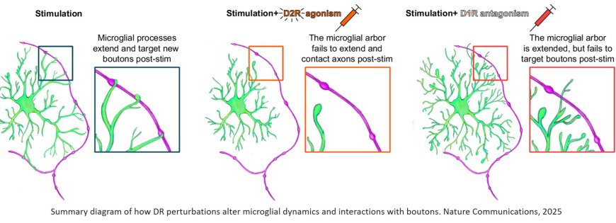 Brain’s immune cells key to wiring the adolescent brain