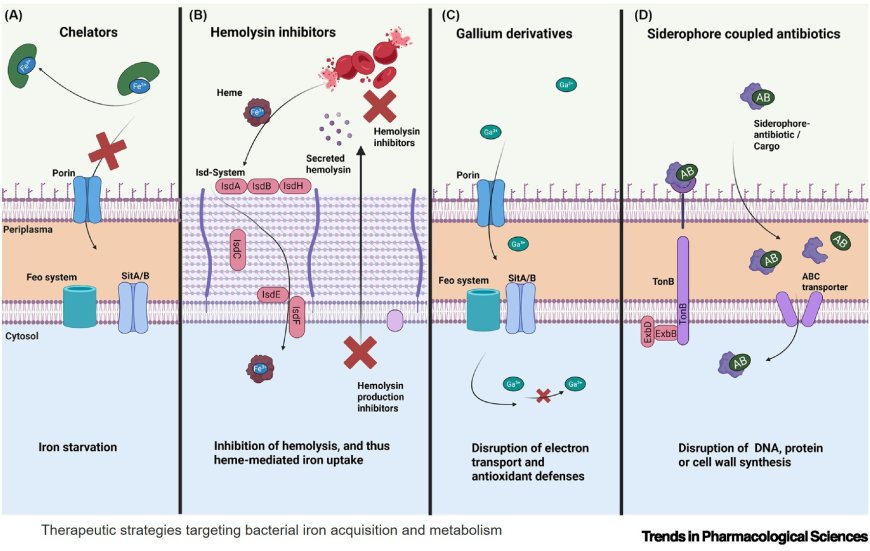 Targeting microbial iron homeostasis