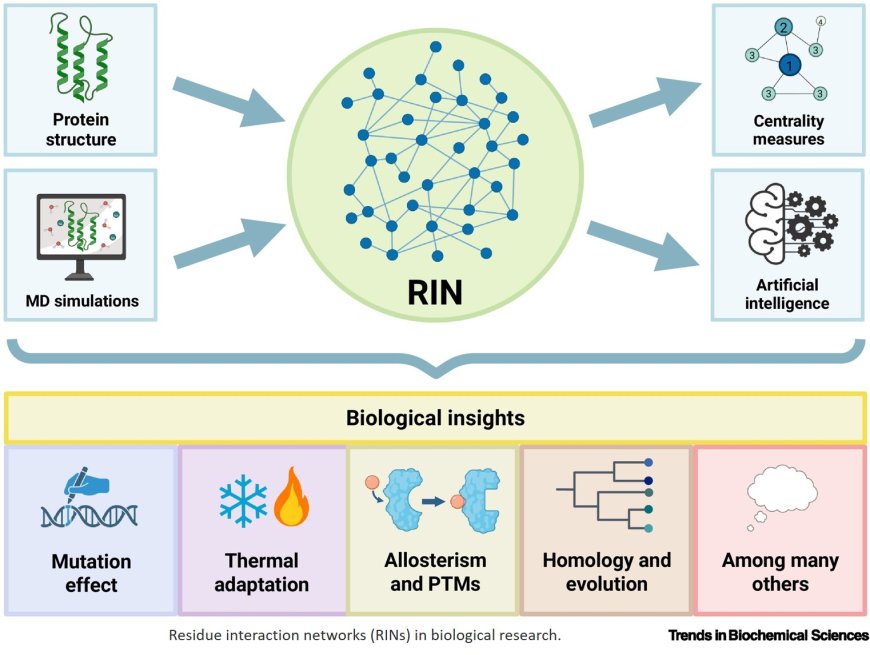 Residue interaction networks to decode protein structures