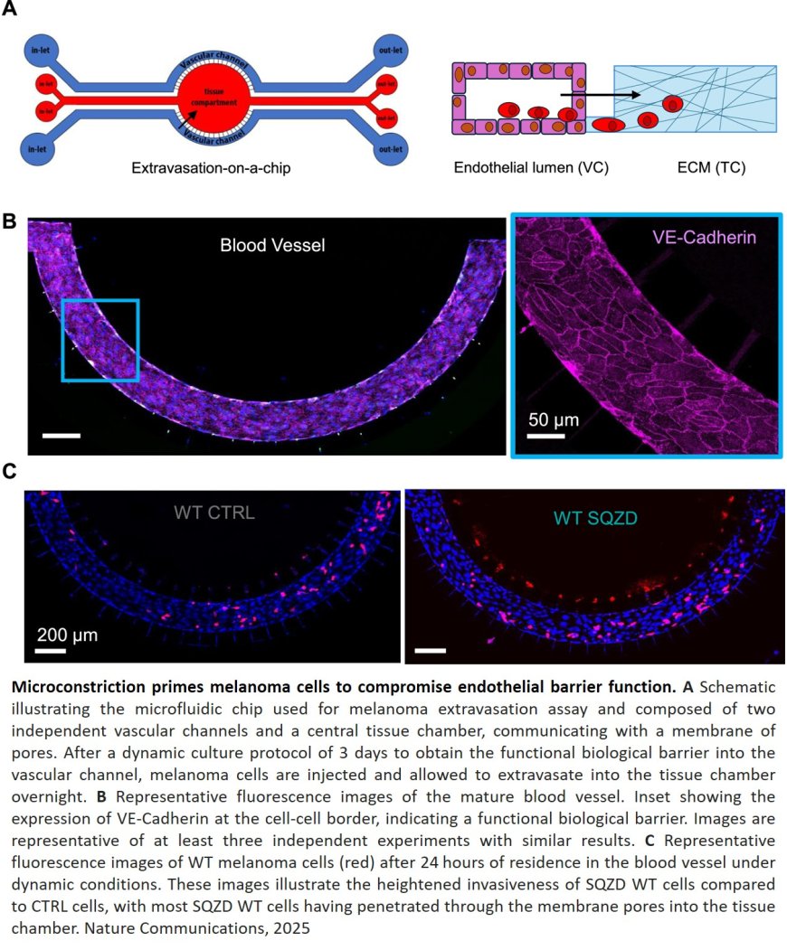 Capillary constrictions prime cancer cell tumorigenicity through PIEZO1