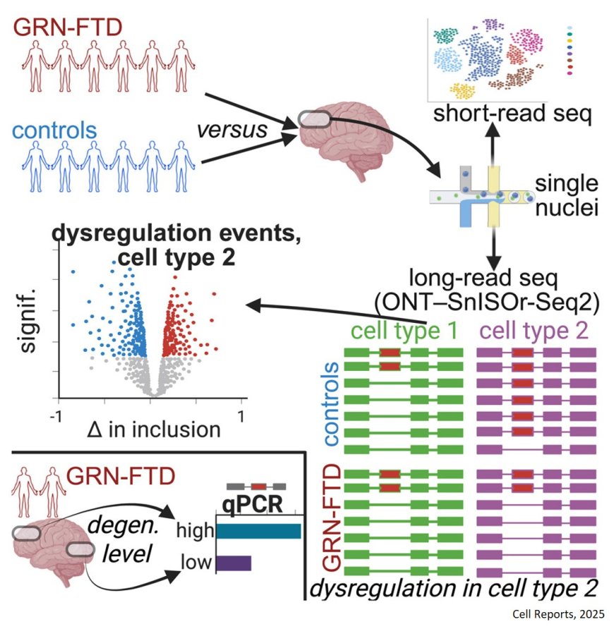 Cell-type-specific and broad splicing dysregulation in FTD
