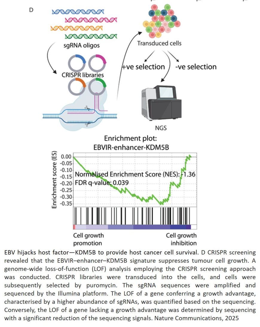 Viral mechanism behind nasopharyngeal cancer spread
