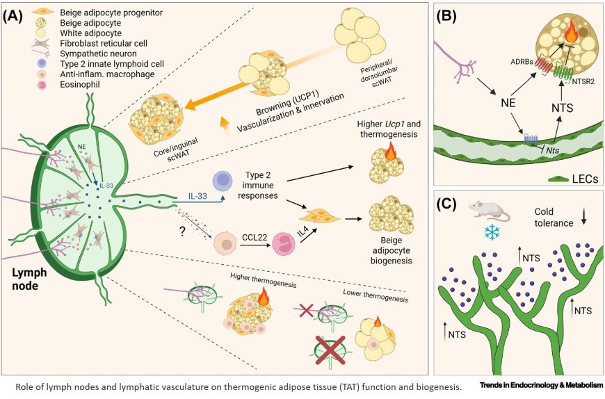Lymphoid structures and thermogenic adipose tissue interplay!