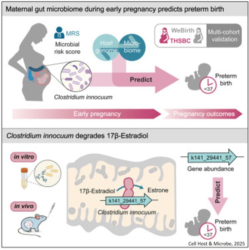 Early pregnancy gut microbiome predicts preterm birth