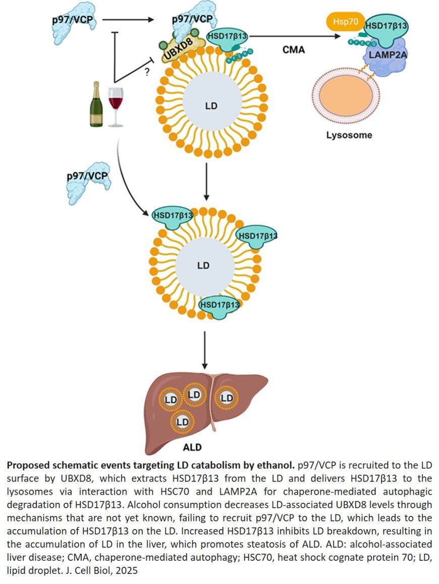 Link between excessive alcohol and fatty liver disease