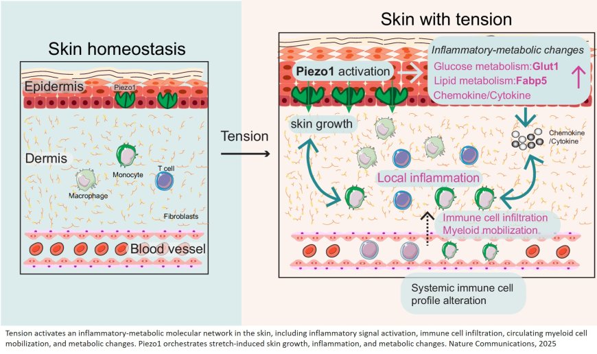 The mechanotransducer Piezo1 coordinates metabolism and inflammation to promote skin growth
