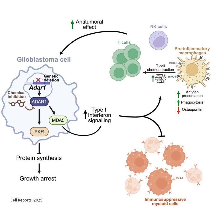 Cancer cell and microenvironmental rewiring by ADAR1 loss impairs glioblastoma tumor growth and extends survival