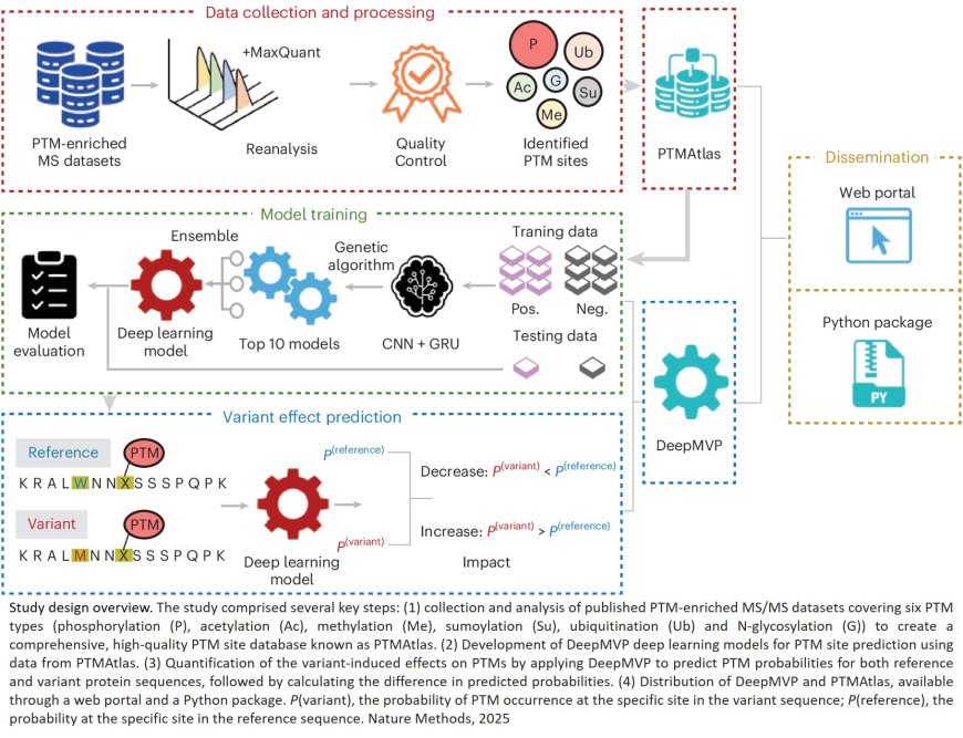 DeepMVP: deep learning models trained on high-quality data accurately predict PTM sites and variant-induced alterations