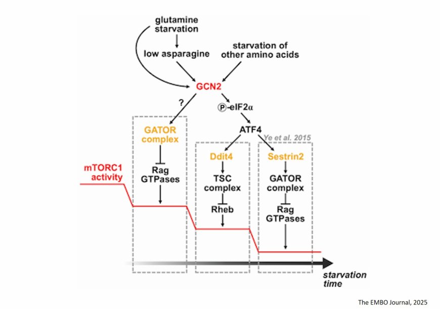 mTORC1 senses glutamine and other amino acids through GCN2