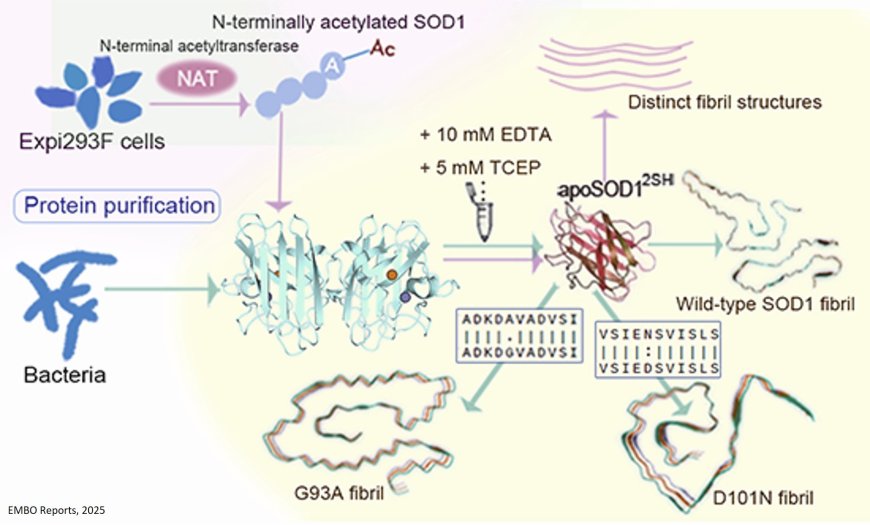 Distinct amyloid fibril structures formed by ALS-causing SOD1 mutants G93A and D101N