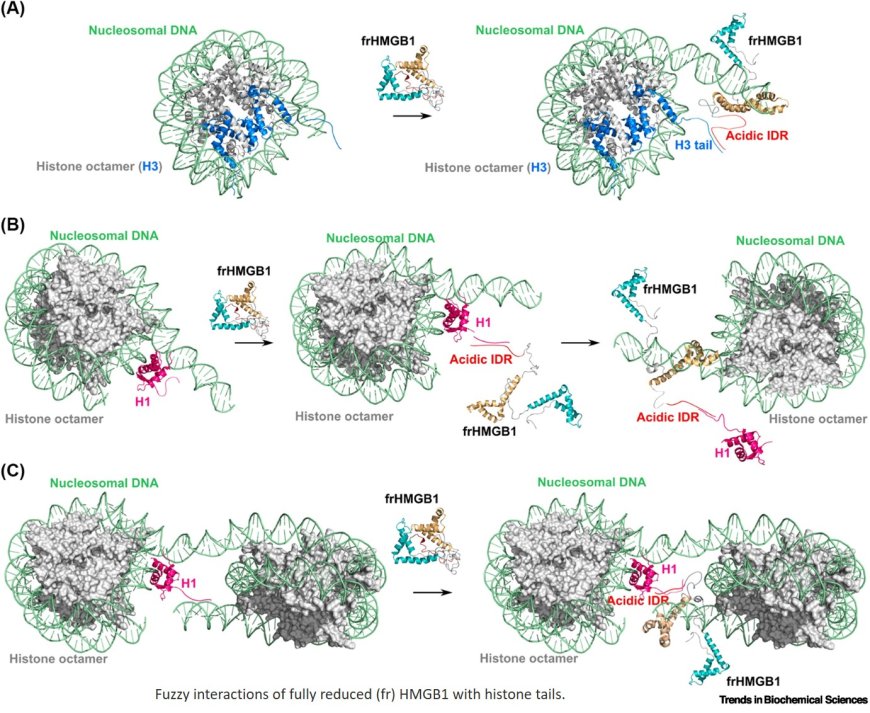 Intrinsic disorder and fuzzy interactions drive multiple functions of HMGB1