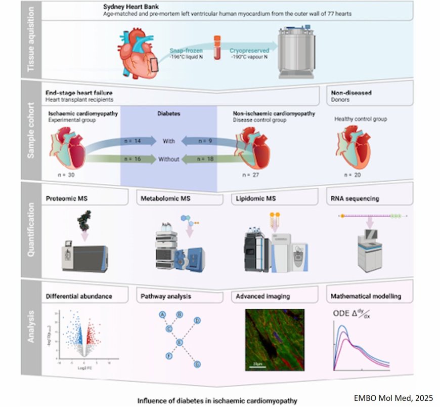 Left ventricular myocardial molecular profile of human diabetic ischaemic cardiomyopathy