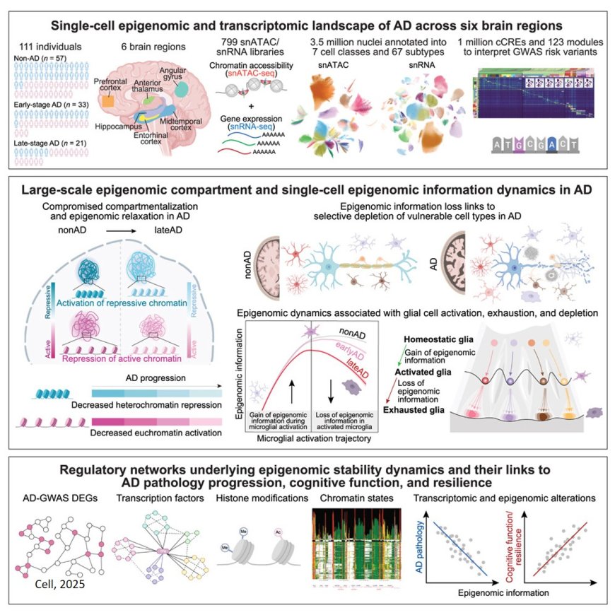 Single-cell multiregion epigenomic rewiring in Alzheimer’s disease progression and cognitive resilience