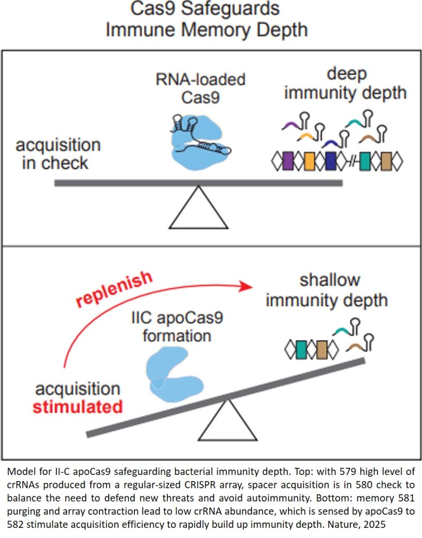 Cas9 senses CRISPR RNA abundance to regulate CRISPR spacer acquisition
