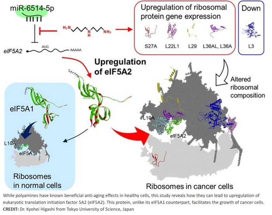 Polyamines stimulate the protein synthesis of the translation initiation factor eIF5A2, participating in mRNA decoding, distinct from eIF5A1